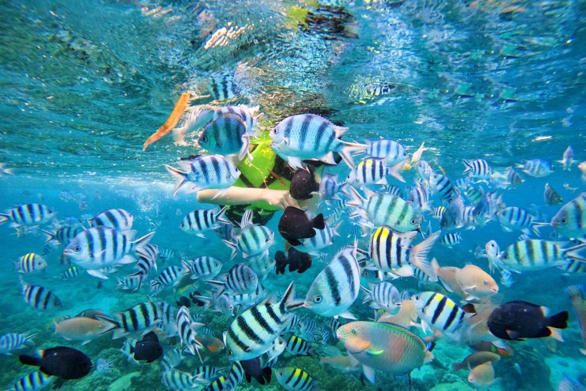 lặn ngắm san hô nha trang
